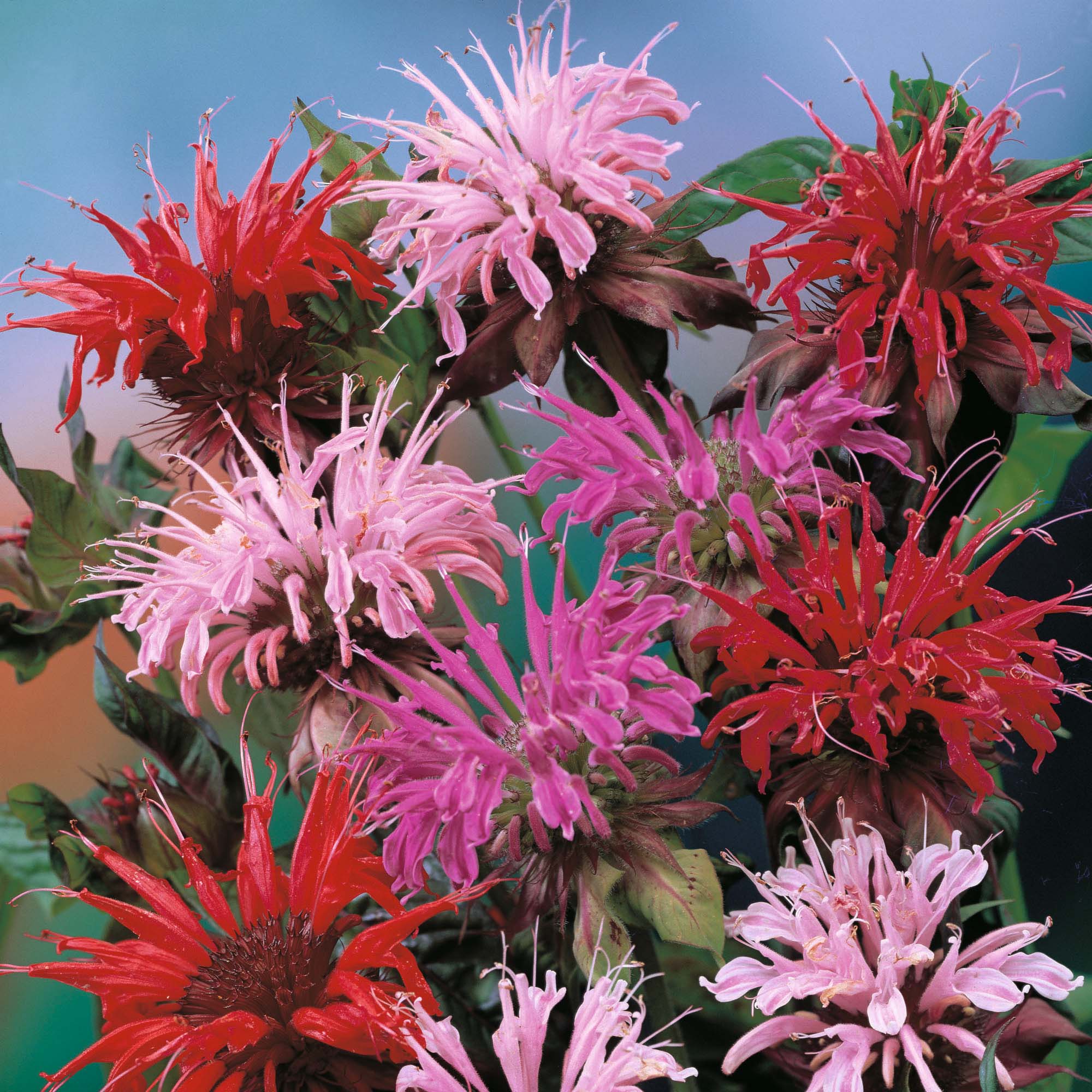 MONARDA DIDYMA MISCUGLIO GR.5